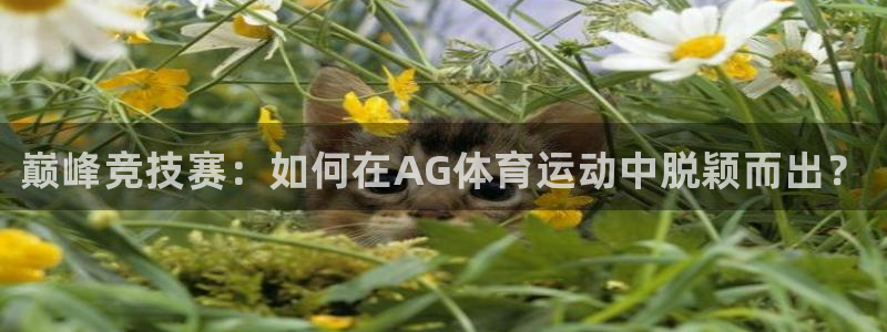 MK体育官网下载平台是正规平台吗安全吗：巅峰竞技赛：