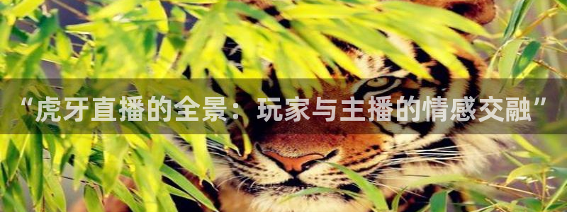 球神直播nba在线直播免费观看：“虎牙直播的全景：玩家与主播的情感交融”